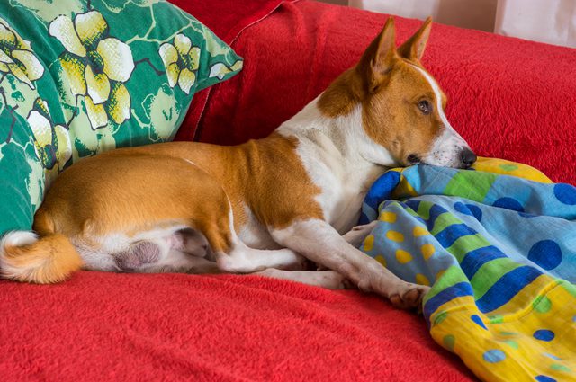 How to Get Rid of Dog Hair Out of Blankets in 10 Minutes