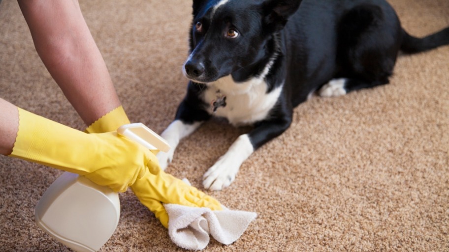 cleaning pet stain carpet