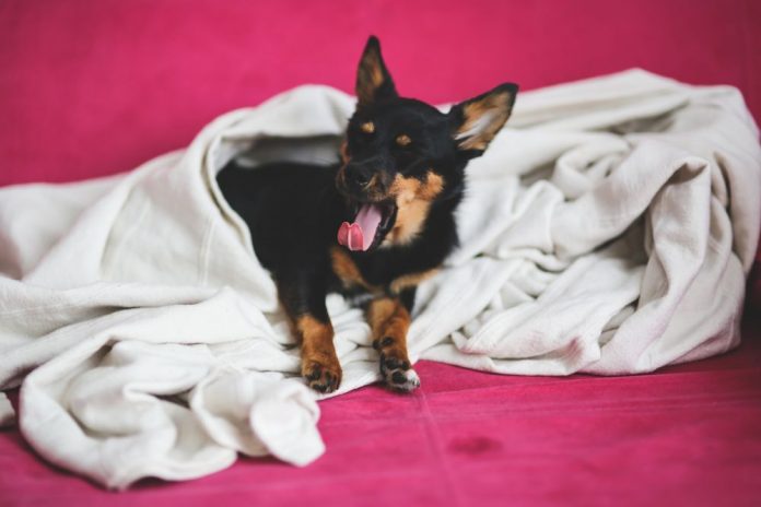 How to Get Dog Hair Out of Blankets