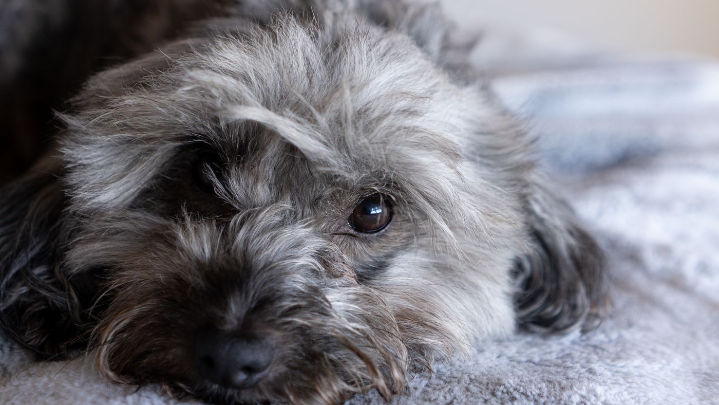 How To Get Dog Poop Out Of Carpet With Minimal Efforts? featured image