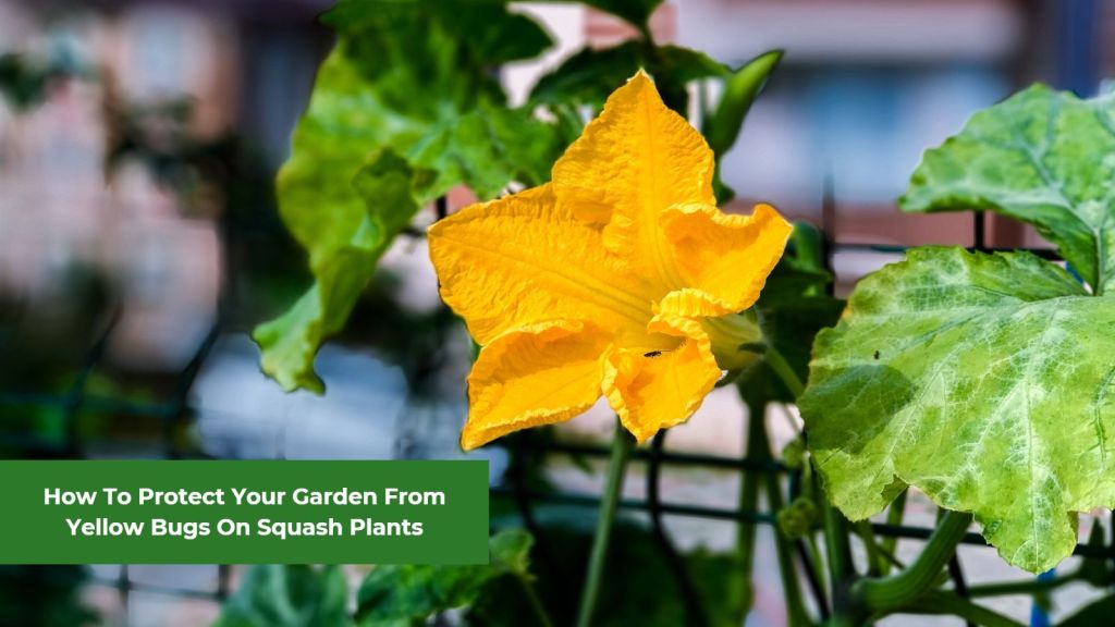 How to protect your garden from yellow bugs on squash plants featured image