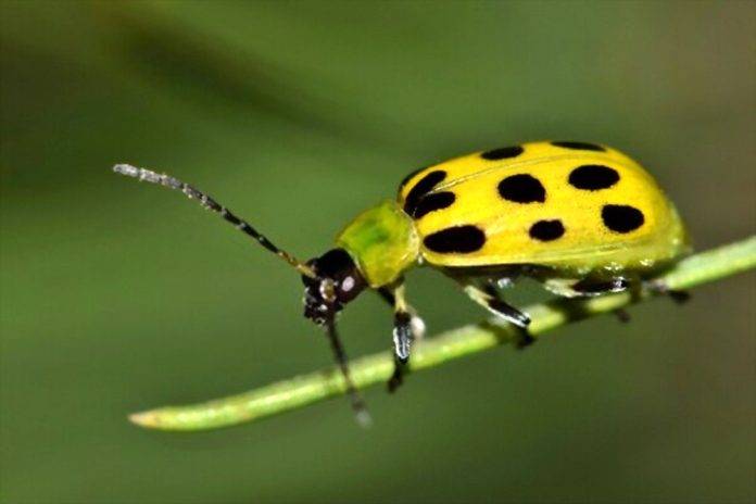 Home Remedies for Cucumber Beetles