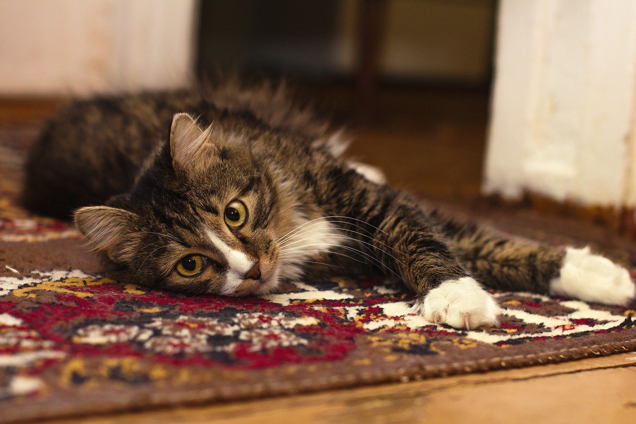 how-to-get-pet-urine-smell-out-of-carpet