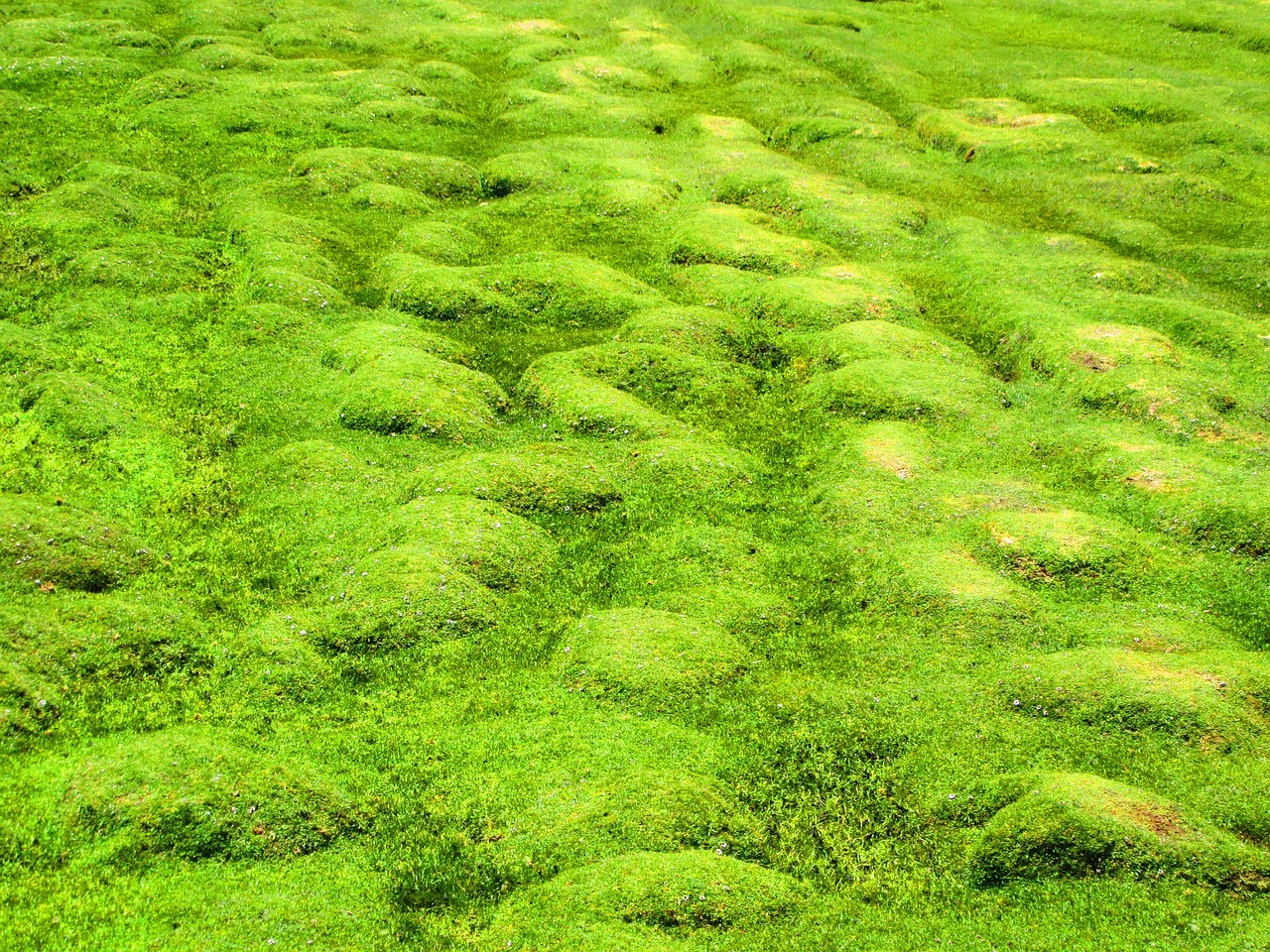 how-to-ensure-your-grass-is-perfectly-level-after-mowing-1