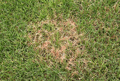lawn diseases identification red thread