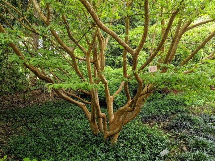 Stewartia Tree featured image