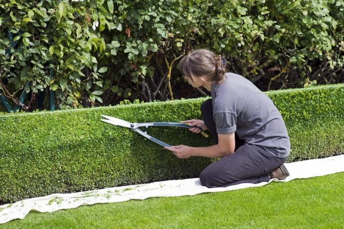 Vital Tips For Hedge Cutting And Hedge Pruning featured image