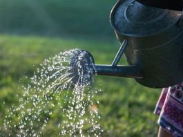 Can Softened Water Be Used For Watering Plants featured image