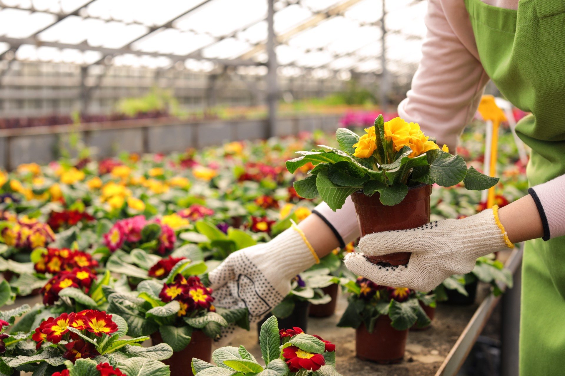 How The Best Greenhouses Boost Flower Production 3