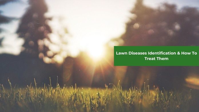lawn diseases identification featured images