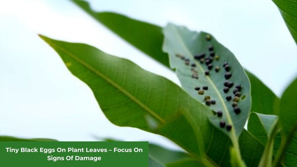 tiny black eggs on plant leaves featured image