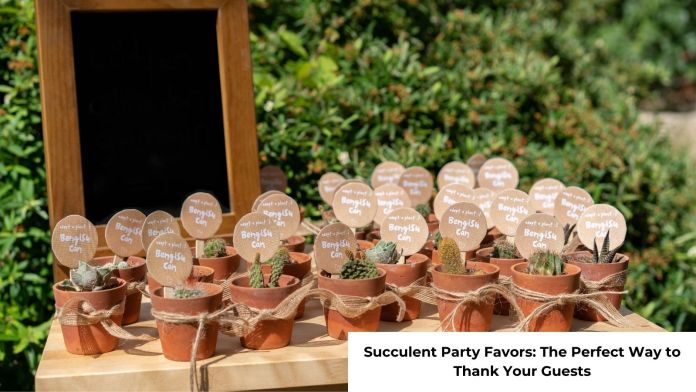 Succulent Party Favors featured image