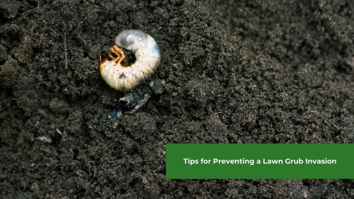 Lawn Grub Damage, Prevention & Control featured image
