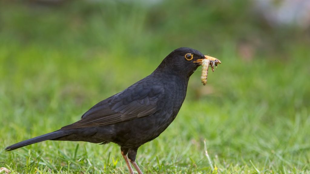lawn grub predators: blackbirds