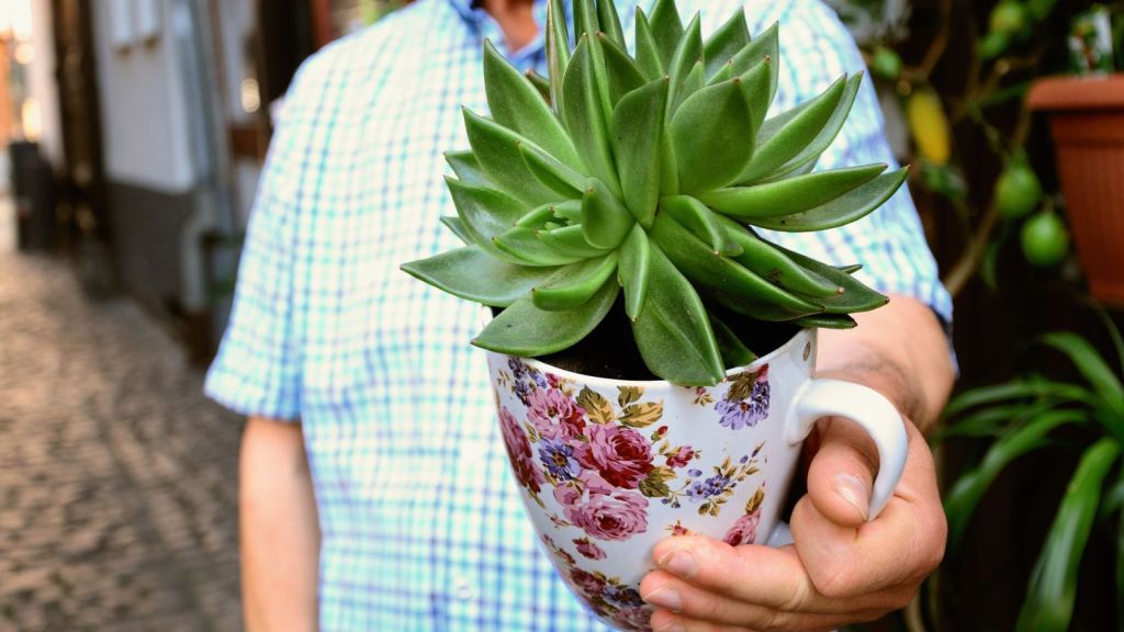 do you want to send your teacher a succulent?