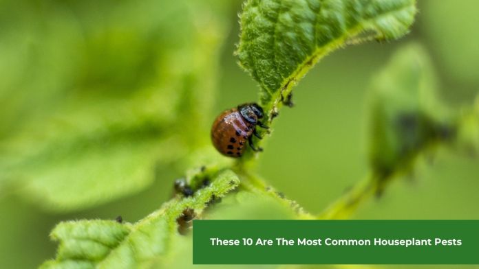 common houseplant pests featured image