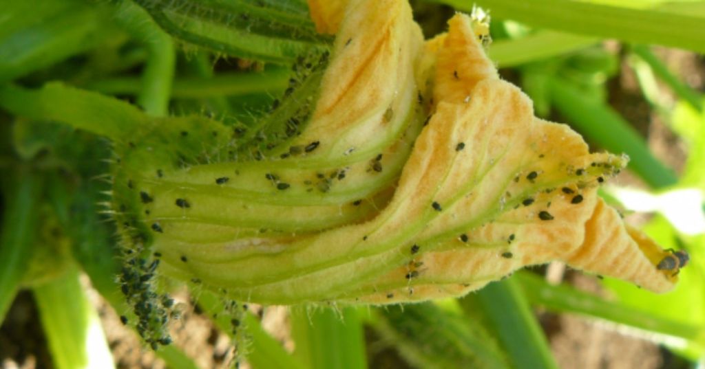 aphids on summer squash flowers