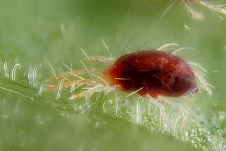spider mites are common among houseplants 1
