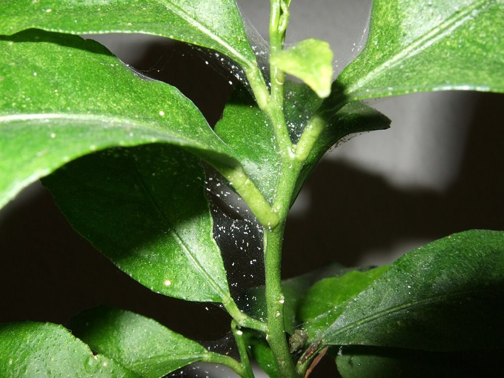 spider mites are common among houseplants