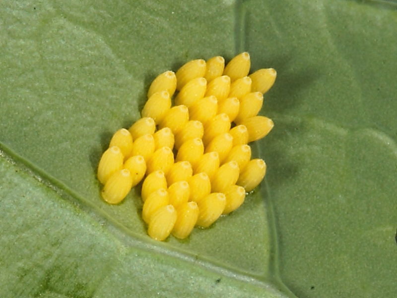 mature cabbage white butterfly eggs are yellow