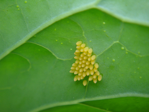 mature cabbage white butterfly eggs are yellow 1
