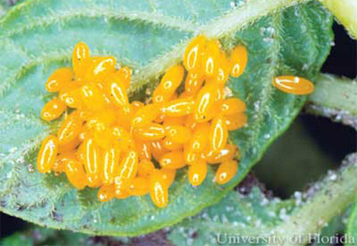 Colorado Potato Beetle egg cluster