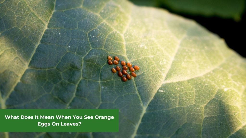 orange eggs on leaves featured image