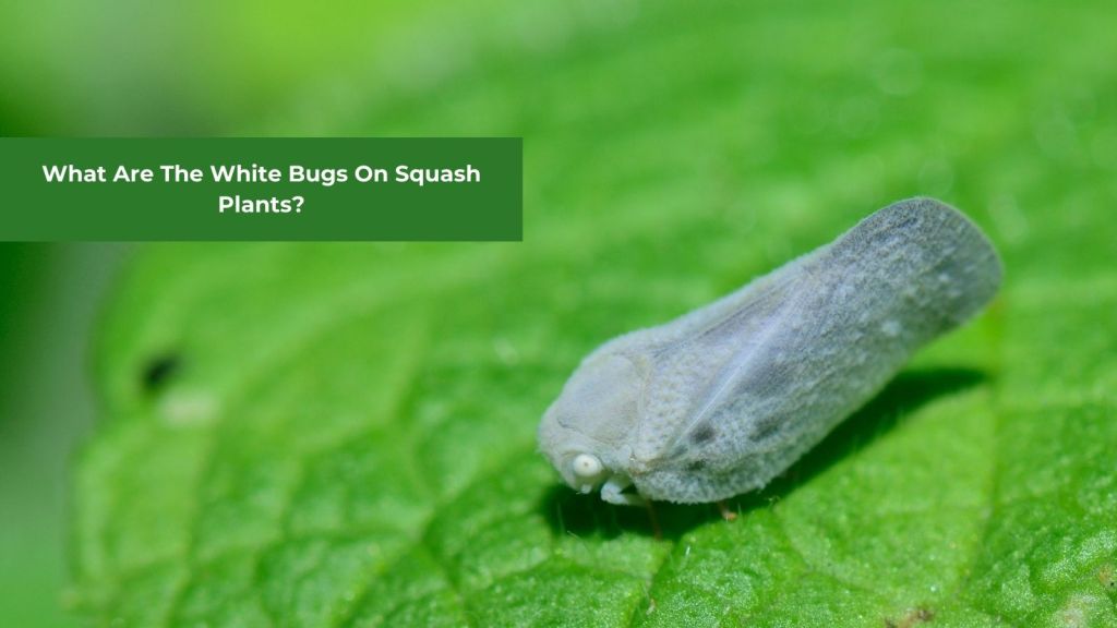 white bugs on squash plants featured image