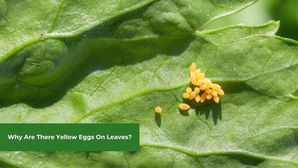yellow eggs on leaves featured image