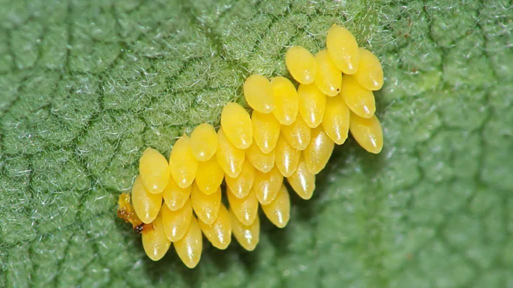 ladybug eggs 2