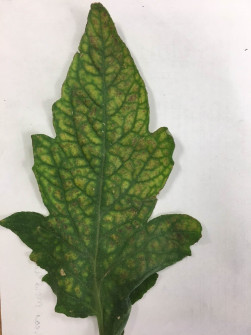 interveinal chlorosis leaf