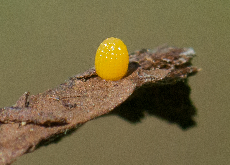 gulf fritillary egg featured image