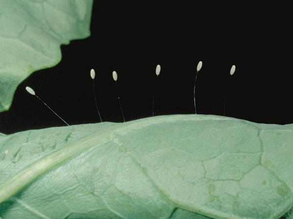 newly-laid green lacewing eggs featured image