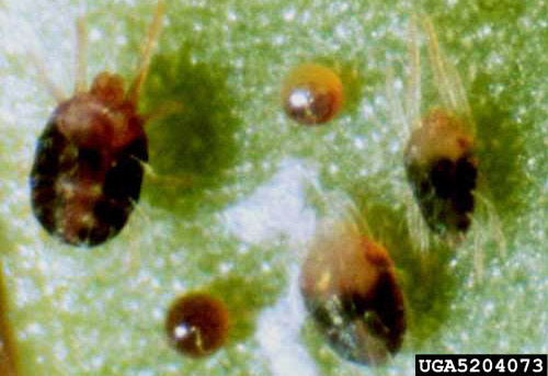 southern red mite eggs 1