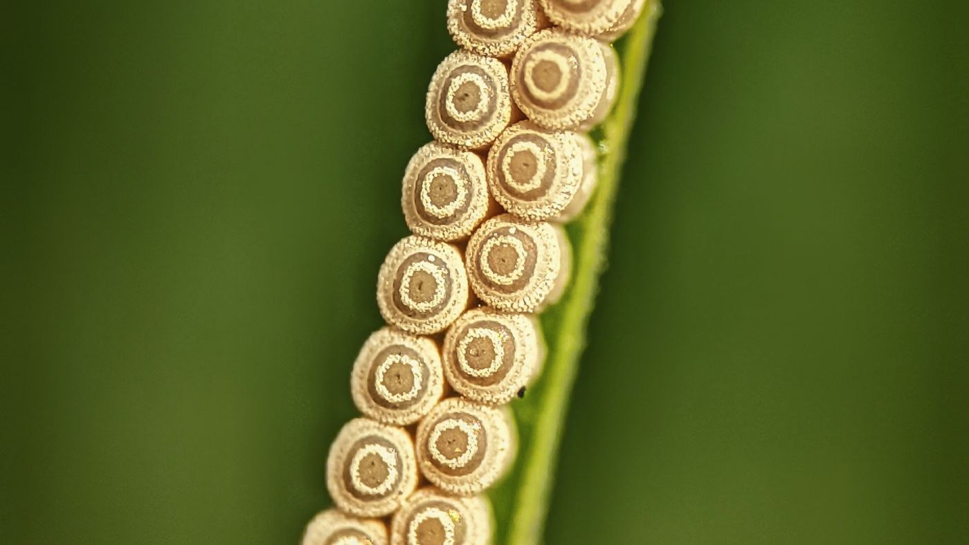 small pale insect eggs arranged on a green leaf