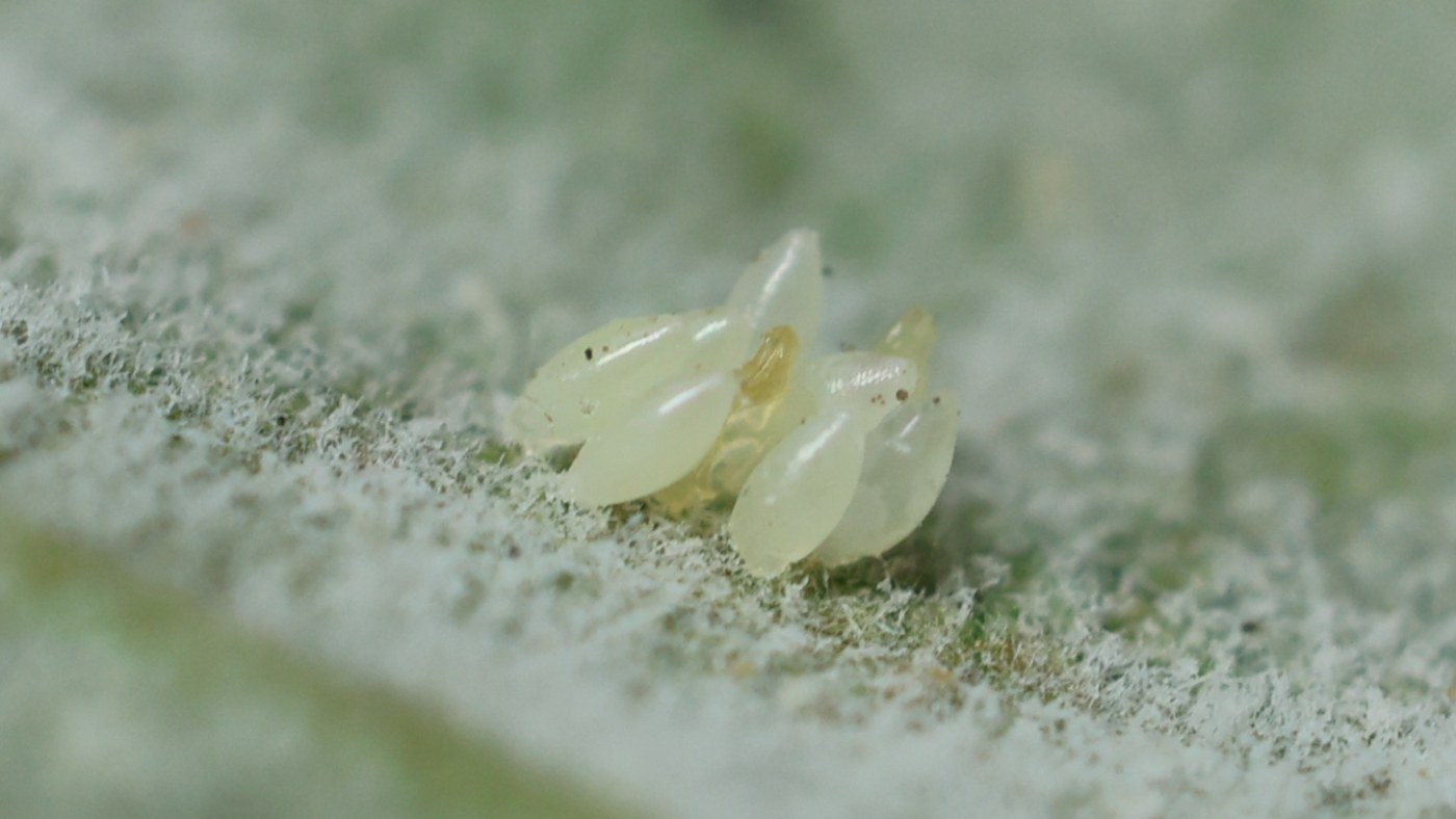 small pale yellow insect eggs on a fuzzy leaf