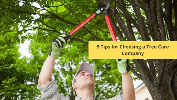 tips on choosing tree care company featured image