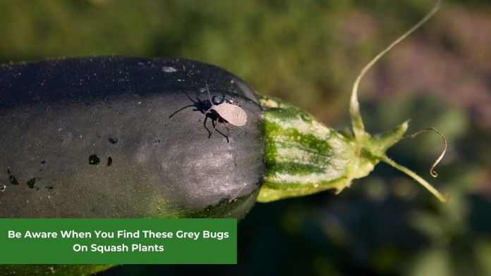 grey bugs on squash plants featured image