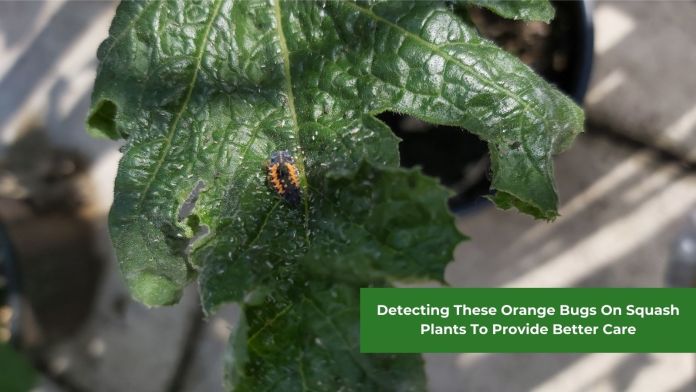 Orange bugs on squash plants featured image