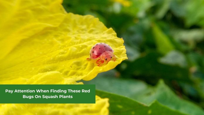 red bugs on squash plants featured image