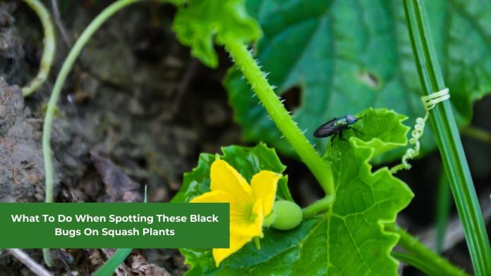 black bugs on squash plants featured image