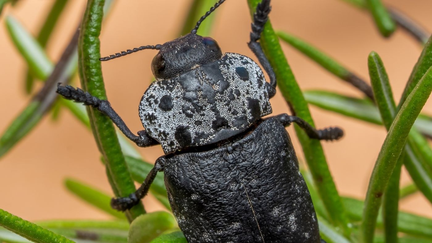 What To Do When Spotting These Black Bugs On Squash Plants featured image