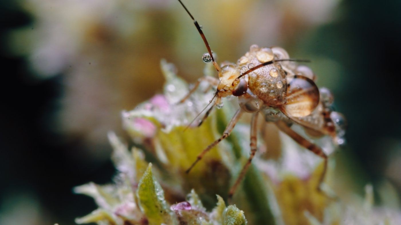 Be Aware When You Find These Grey Bugs On Squash Plants featured image