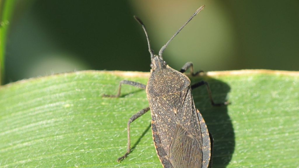 another image of a mature squash bug