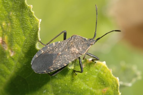 a mature squash bug 