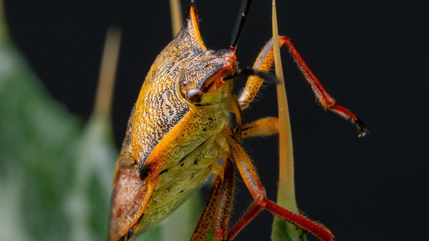 Detecting These Orange Bugs On Squash Plants To Provide Better Care featured image
