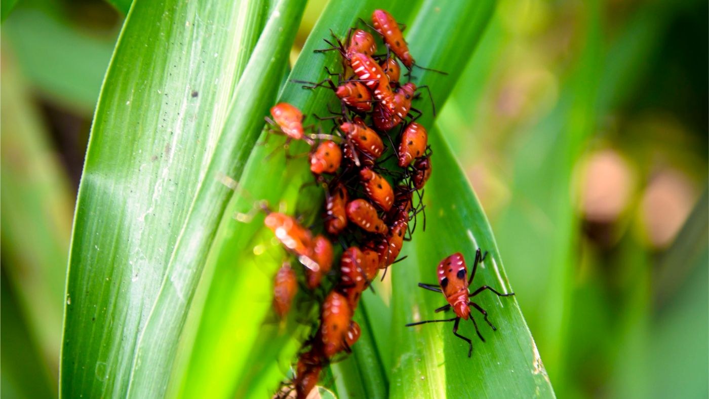small red insects clustered on a green leaf