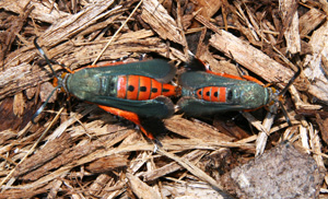 orange bugs mating