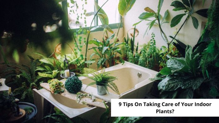 taking care of your indoor plants featured image