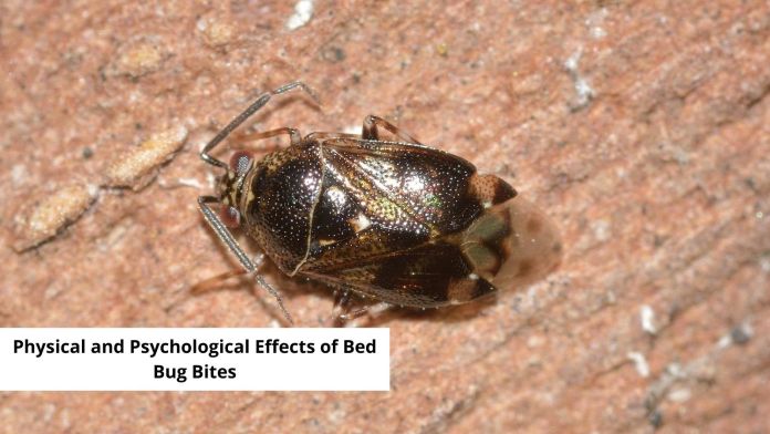 physical and psychological effects of bed bug bites